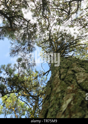 Pino silvestre, pino silvestre (Pinus sylvestris), Pino da un basso angolo di visione, Paesi Bassi, Frisia, Vlieland Foto Stock
