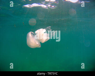 Cavolo cappuccio blu bolla, Rhizostome Medusa (Rhizostoma octopus, Rhizostoma pulmo), nuoto sott'acqua, Francia, Brittany Foto Stock