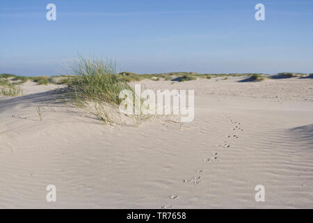 Le tracce nella sabbia delle dune di Vlieland, Paesi Bassi, Frisia, Vlieland Foto Stock