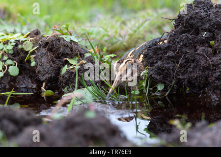 Jack beccaccino (Lymnocryptes minimi, Lymnocryptes minimus), rintanato e premendo stessa contro il suolo, Paesi Bassi, Frisia, Ameland Foto Stock