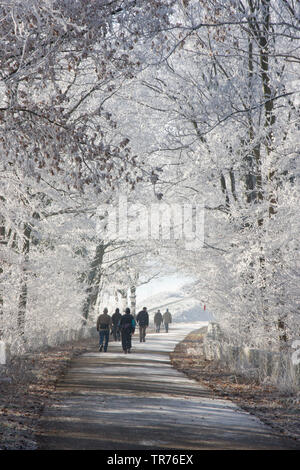 Escursionisti a piedi su una strada forestale in inverno , Paesi Bassi, Limburg, pad brug Julianakanaal, Obbicht Foto Stock