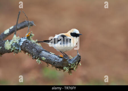 Nero-eared culbianco (Oenanthe hispanica), maschio, Europa Foto Stock