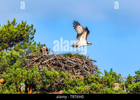 Osprey, pesce hawk (Pandion haliaetus), partendo dal nido, Europa Foto Stock