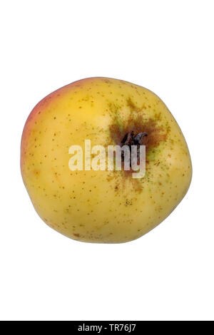 Apple (Malus domestica 'Weilburger', Malus domestica Weilburger), cultivar Weilburger, intaglio, Germania Foto Stock
