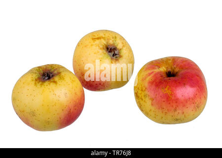 Apple (Malus domestica 'Weilburger', Malus domestica Weilburger), cultivar Weilburger, intaglio, Germania Foto Stock