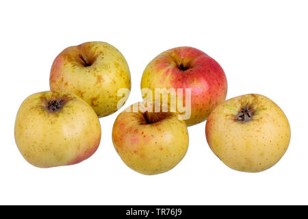 Apple (Malus domestica 'Weilburger', Malus domestica Weilburger), cultivar Weilburger, intaglio, Germania Foto Stock