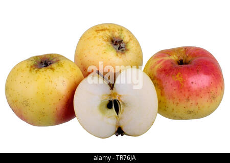 Apple (Malus domestica 'Weilburger', Malus domestica Weilburger), cultivar Weilburger, intaglio, Germania Foto Stock