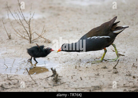 (Moorhen Gallinula chloropus) il genitore alimenta il pulcino su wet fangosi, Isole Baleari Spagna, Maiorca Foto Stock