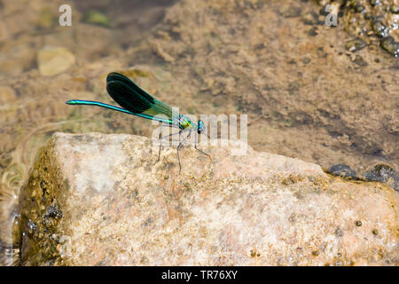 Western demoiselle, giallo-tailed demoiselle (Calopteryx xanthostoma), su una roccia, Francia Foto Stock