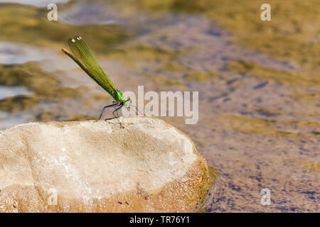 Western demoiselle, giallo-tailed demoiselle (Calopteryx xanthostoma), su una roccia, Francia Foto Stock
