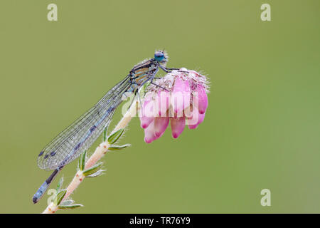 Coenagrion comune, Azure damselfly (Coenagrion puella), su un fiore, Paesi Bassi Foto Stock