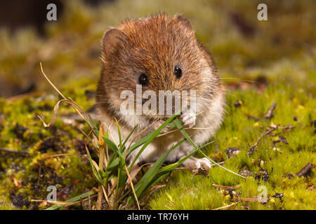 Bank vole (Clethrionomys glareolus, Myodes glareolus), mangiare, Paesi Bassi Foto Stock