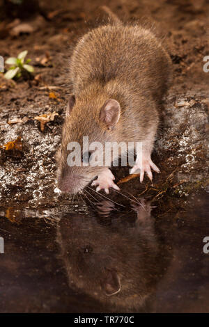 Ratto marrone, marrone Comune di ratto, Norvegia rat, Comune di ratto (Rattus norvegicus), al waterside, Paesi Bassi Foto Stock