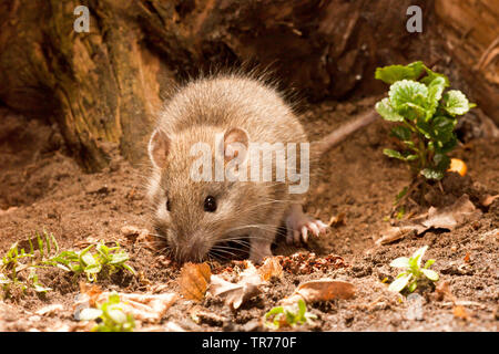 Ratto marrone, marrone Comune di ratto, Norvegia rat, Comune di ratto (Rattus norvegicus), lo sniffing sul terreno, Paesi Bassi Foto Stock