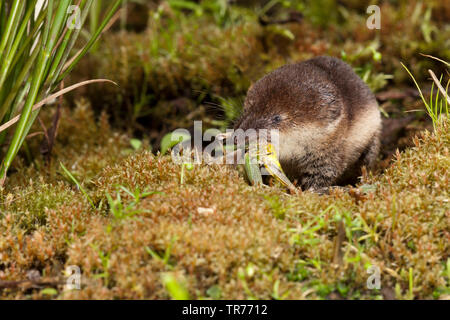 Comune di Megera, comune eurasiatica Megera (Sorex araneus), mangiare, Paesi Bassi Foto Stock