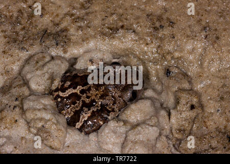 Common spadefoot, aglio toad (Pelobates fuscus), seduta sepolto nel fango, Paesi Bassi Foto Stock