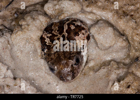 Common spadefoot, aglio toad (Pelobates fuscus), seduta sepolto nel fango, Paesi Bassi Foto Stock