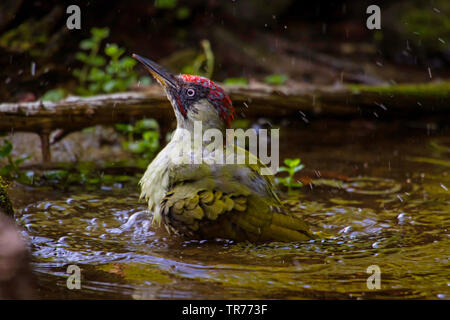 Picchio verde (Picus viridis), un bagno in un piccolo laghetto della foresta, Svizzera, Sankt Gallen Foto Stock