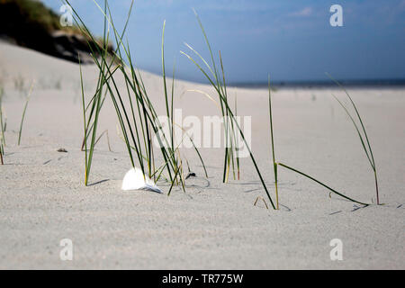 Erba di dune, Paesi Bassi, Ameland Foto Stock