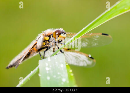 Quattro-spotted libellula, quattro-spotted chaser, quattro spot (Libellula quadrimaculata), close up, Paesi Bassi Foto Stock