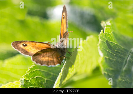 Gatekeeper, hedge marrone (Pyronia tithonus, Maniola tithonus), Francia Foto Stock