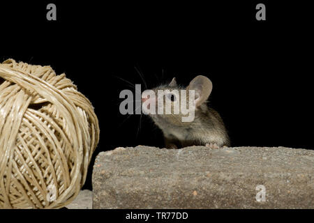 Casa mouse (Mus musculus), guardando un pacchetto il nastro in corrispondenza di una parete, Paesi Bassi Foto Stock