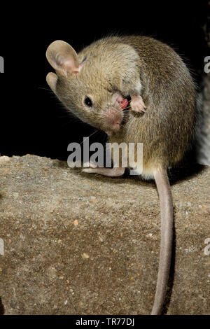 Casa mouse (Mus musculus), si siede su una parete e toelettatura, Paesi Bassi Foto Stock
