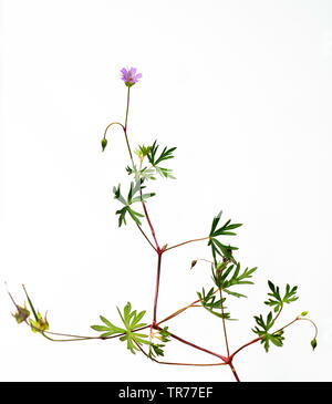 A lungo sgambate cranesbill, lungo picciolo cranesbill (Geranium columbinum), intaglio, Francia Foto Stock