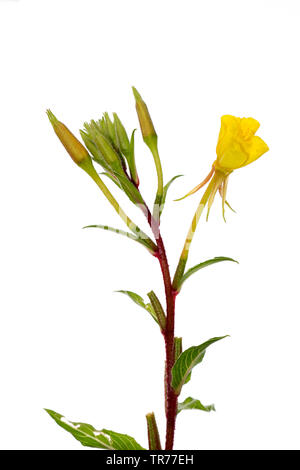 Serata Large-Flowered, Red-Sepaled Evening-Primrose, Large-Leaved olio di Evening Primerose (oenothera glazioviana, Oenothera erythrosepala), fioritura, ritaglio Foto Stock