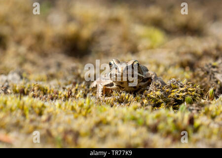 Moor frog (Rana arvalis), seduti su MOSS, Paesi Bassi, Heikikker Moor Foto Stock