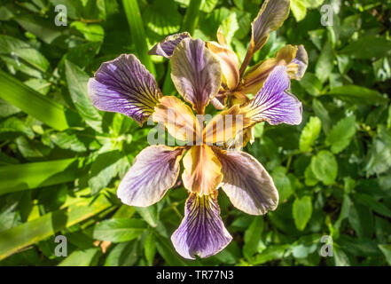 Puzzolente (Iris Iris foetidissima) cresce in una riserva naturale in Herefordshire (UK) Campagna. Maggio 2019 Foto Stock