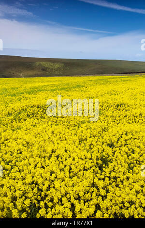 Il colore giallo intenso della senape selvatica Sinapsis avensis che cresce in un campo a campi arabili progetto sulla West pentire a Newquay in Cornovaglia. Foto Stock