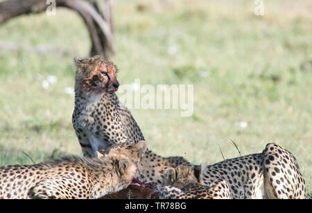 Ghepardo (Acinonyx jubatus) famiglia presso un kill. Un giovane ha appena sollevato la testa dopo la poppata. Foto Stock