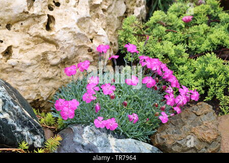 Carnation a loro cottage estivi. Scivolo alpino. Il frammento Foto Stock