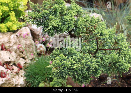 Il ginepro cresce al di fuori della fessurazione Foto Stock
