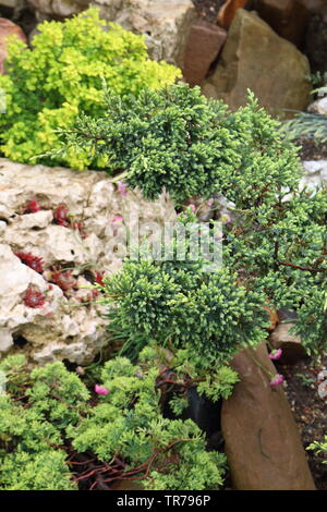 Il ginepro cresce al di fuori della fessurazione Foto Stock