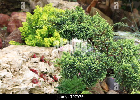 Il ginepro cresce al di fuori della fessurazione Foto Stock