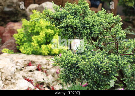 Il ginepro cresce al di fuori della fessurazione Foto Stock