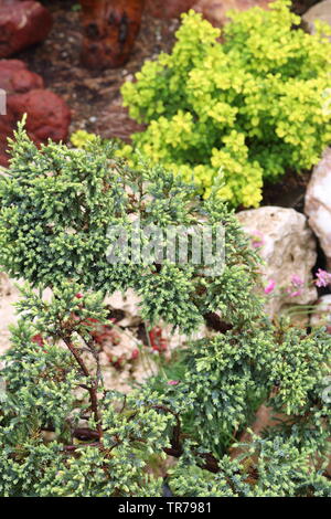 Il ginepro cresce al di fuori della fessurazione Foto Stock