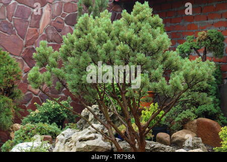 Il ginepro cresce al di fuori della fessurazione Foto Stock