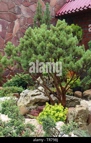 Il ginepro cresce al di fuori della fessurazione Foto Stock