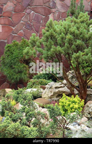 Il ginepro cresce al di fuori della fessurazione Foto Stock