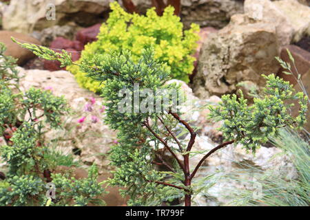 Il ginepro cresce al di fuori della fessurazione Foto Stock