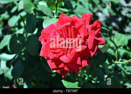 Red Rose blooming sulla macchia verde, terry petali close up dettaglio, soft sfocato sfondo bokeh di fondo Foto Stock