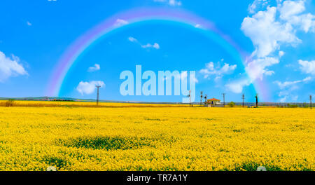 Giallo campi di canola con bellissima vista panoramica sotto rainbow vicino al fiume Sakarya, Polatli, Ankara Foto Stock