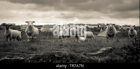 Pecore riuniti sotto un cielo tempestoso, South Devon Foto Stock