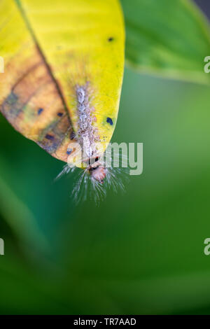 Caterpillar sul vecchio yellow leaf nella giungla tropicale. Isola Bali, Indonesia. Close up caterpillar Foto Stock