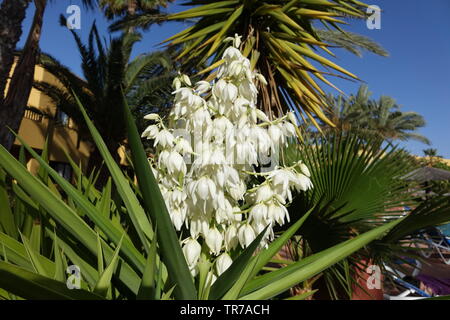 Yucca aloifolia in piena fioritura con splendidi fiori bianchi presi in condizioni di luce solare intensa e trovato in Corralejo Fuerteventura nelle isole Canarie Las Pal Foto Stock