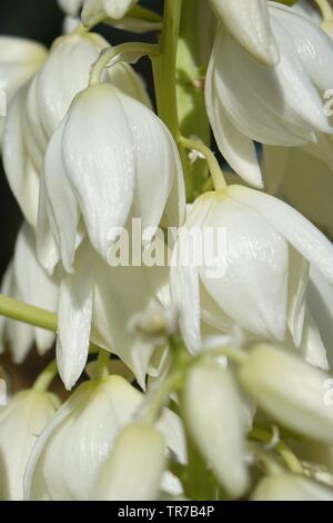 Yucca aloifolia in piena fioritura con splendidi fiori bianchi presi in condizioni di luce solare intensa e trovato in Corralejo Fuerteventura nelle isole Canarie Las Pal Foto Stock
