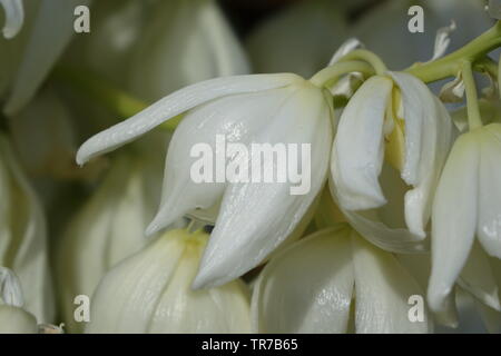 Yucca aloifolia in piena fioritura con splendidi fiori bianchi presi in condizioni di luce solare intensa e trovato in Corralejo Fuerteventura nelle isole Canarie Las Pal Foto Stock